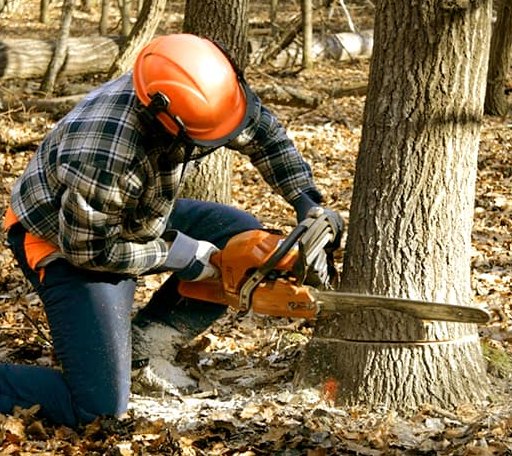 Tree Removal in Ledbetter, KY